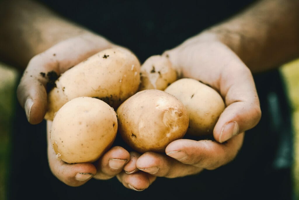 Holding potatoes 