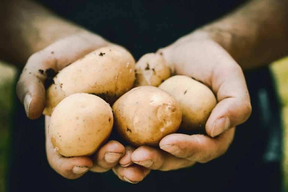 59+ Unique Potato Quotes and Potato Instagram Captions - No Fuss Kitchen