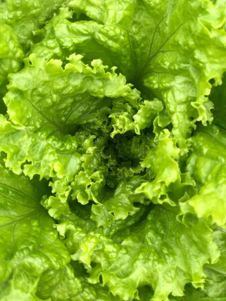 How to Achieve Perfectly Dry Lettuce Without a Salad Spinner • Everyday  Cheapskate