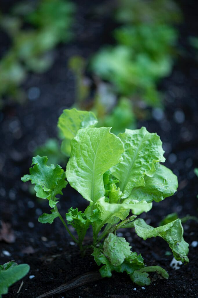 how to dry lettuce without spinner