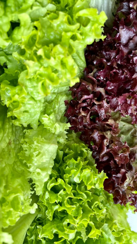 how to dry lettuce without spinner