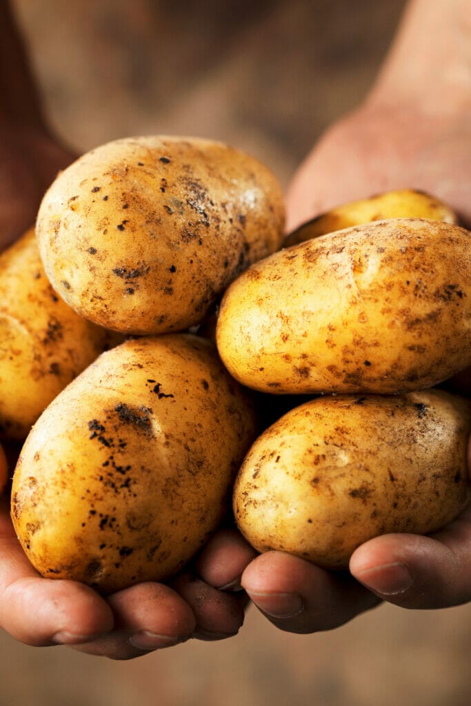 Close up image of someone holding potatoes