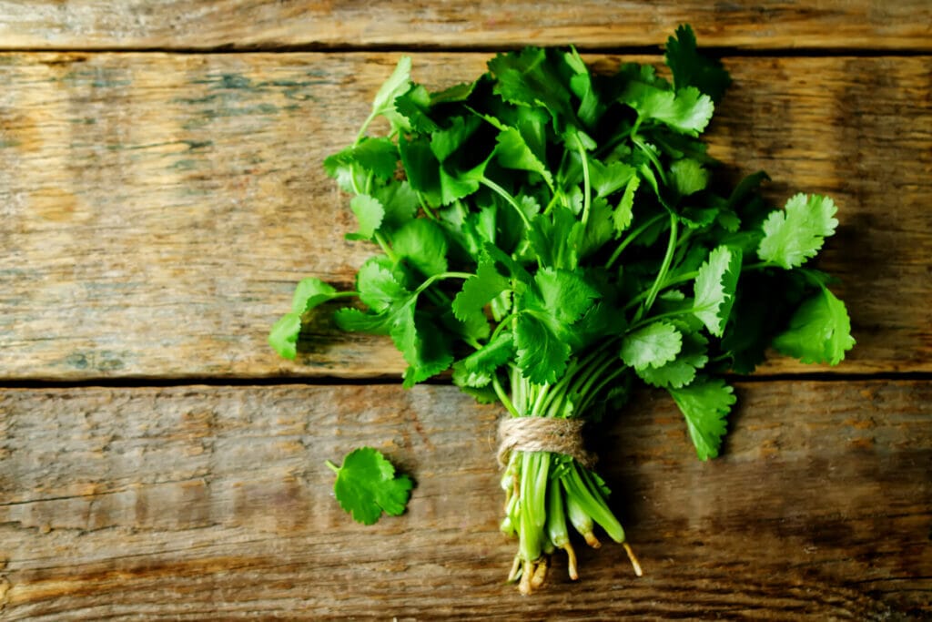 Cilantro