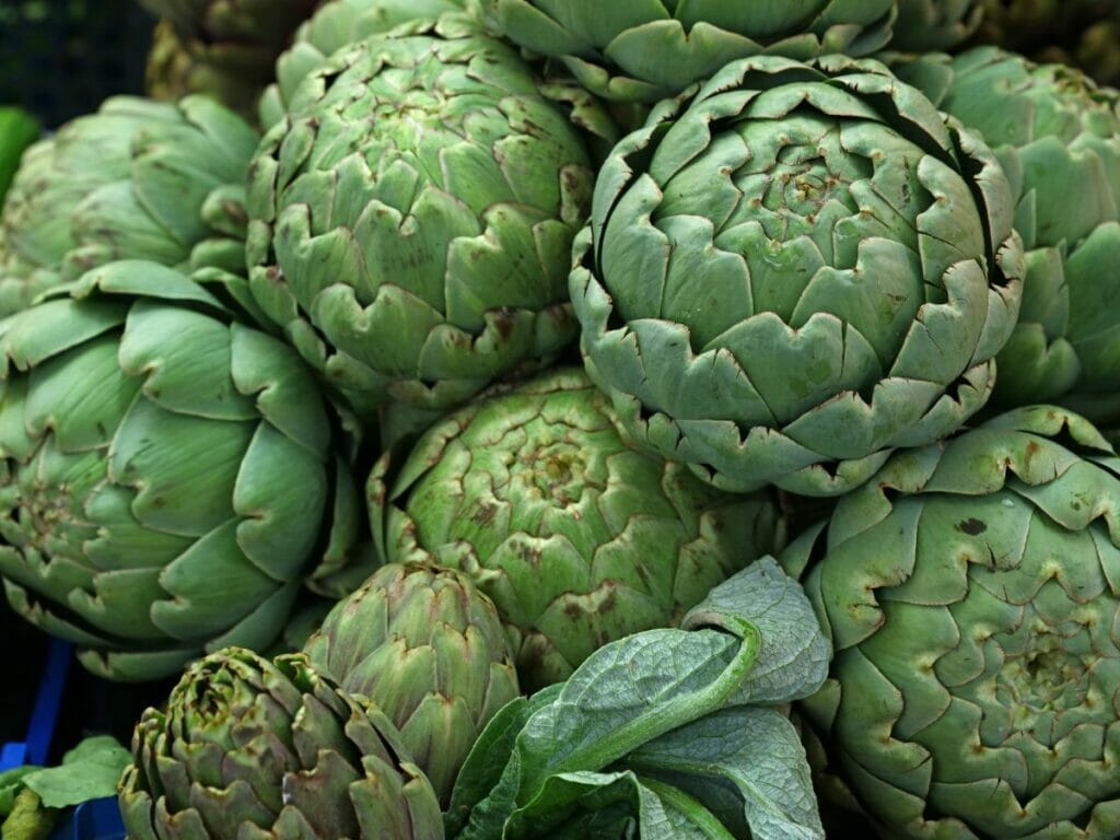 Artichoke used as a broccoli substitute 