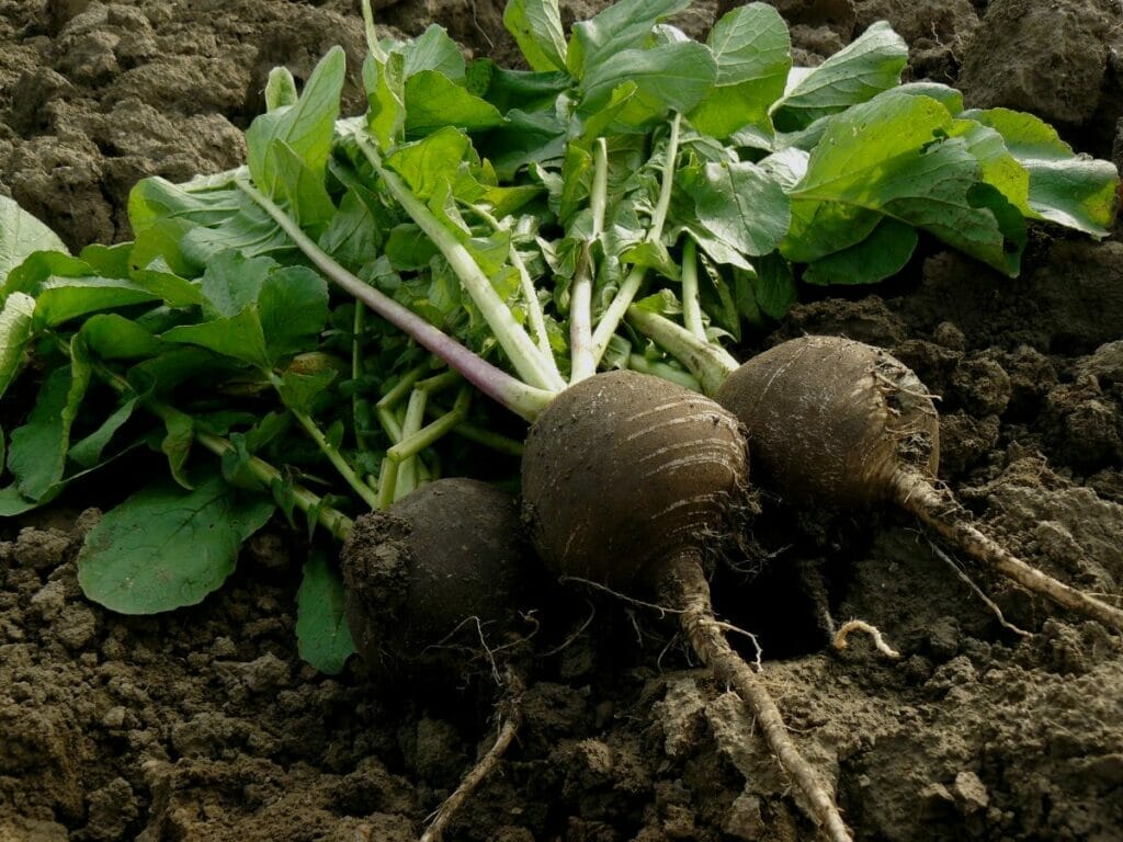 Black radishes 