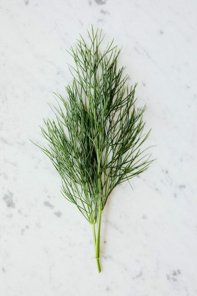 dill leaves substituted for rosemary 