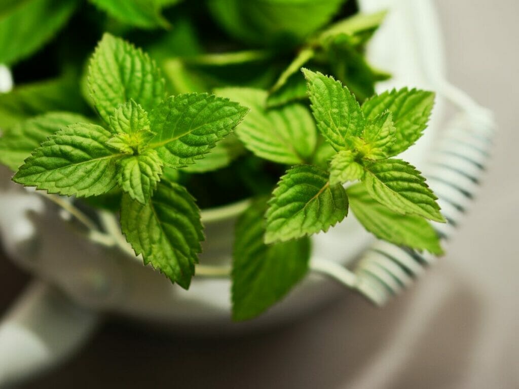 Mint leaves substitute for rosemary 