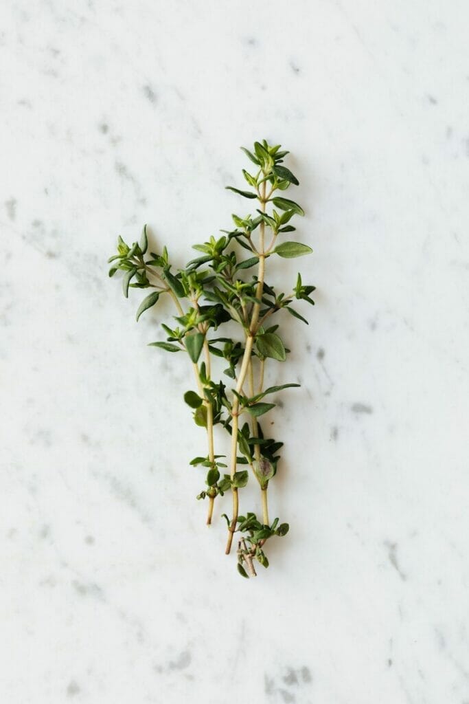 Thyme with a marble background 