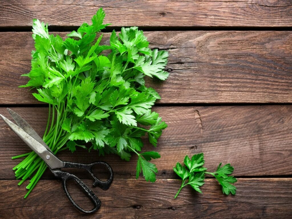 Parsley on a wooden background 