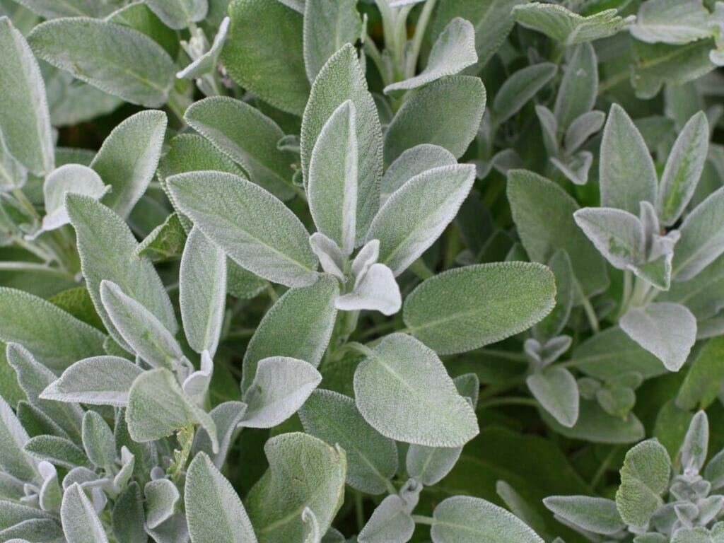 Sage in the garden 